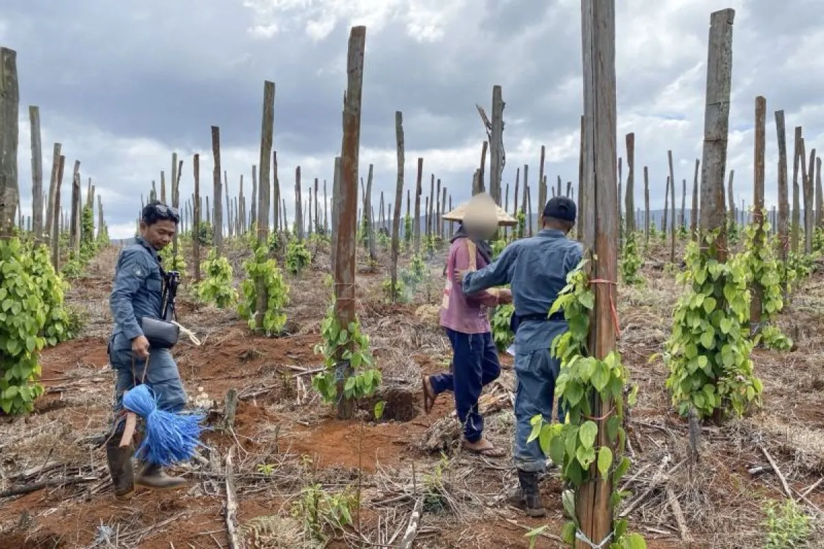 Buka 1,5 Hektare Hutan untuk Kebun Lada, Tiga Orang Terancam 10 Tahun Penjara